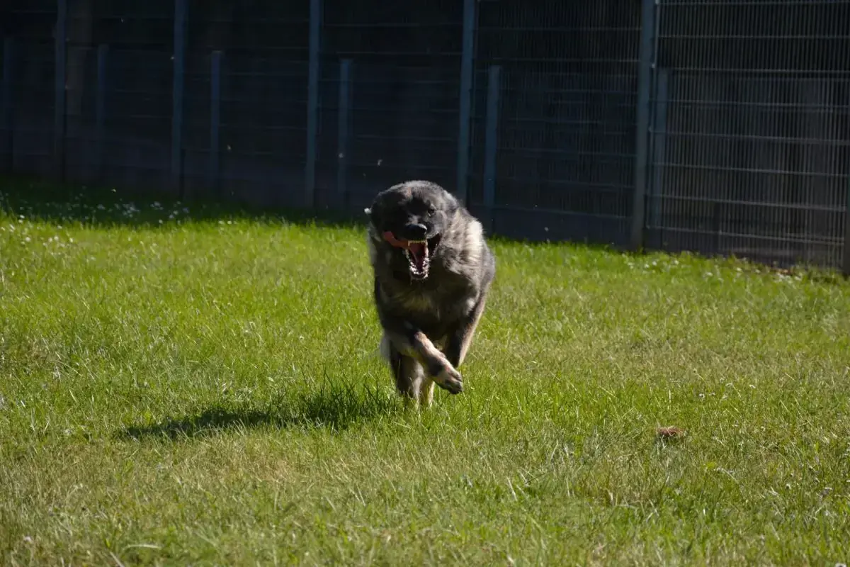 Rocky -  - Bild 36