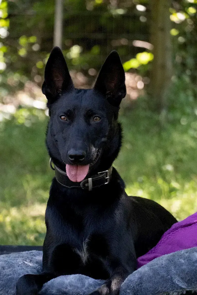 Greta - Deutscher Schäferhund - Bild 15