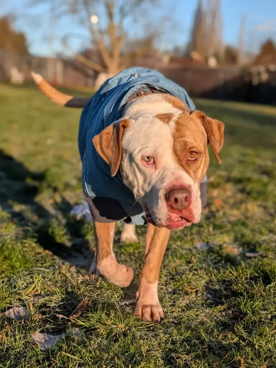 Bronx - American Staffordshire Terrier - Bild 3