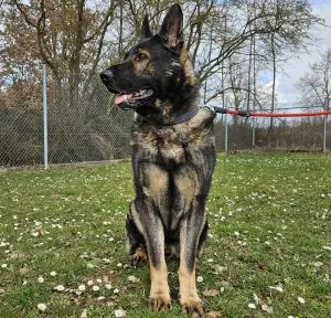 Furado - Deutscher Schäferhund - Bild 1