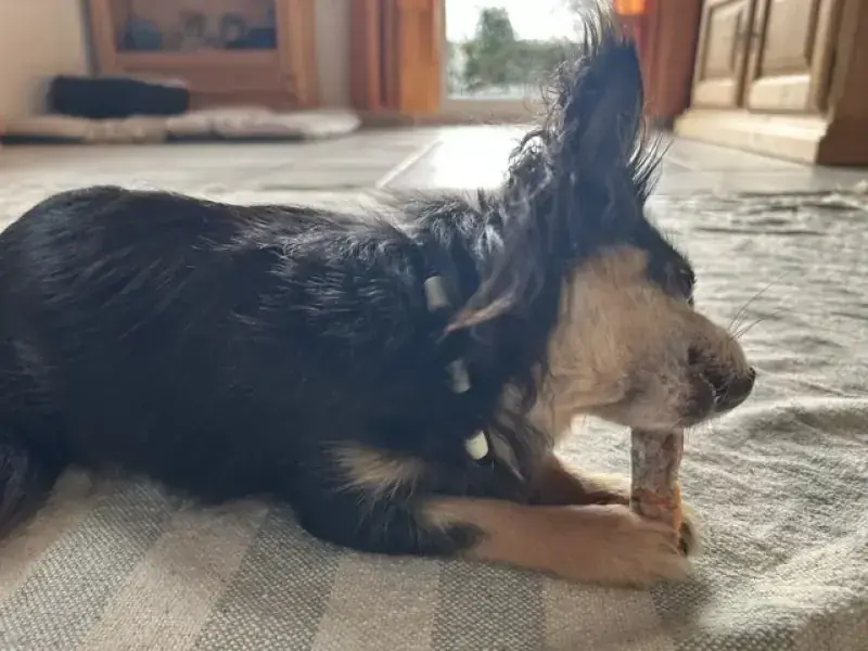 Cora - Chihuahua - Bild 2