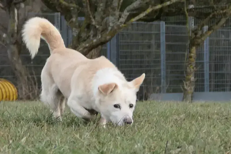 Welsh Corgi Cardigan-Mix Fiete