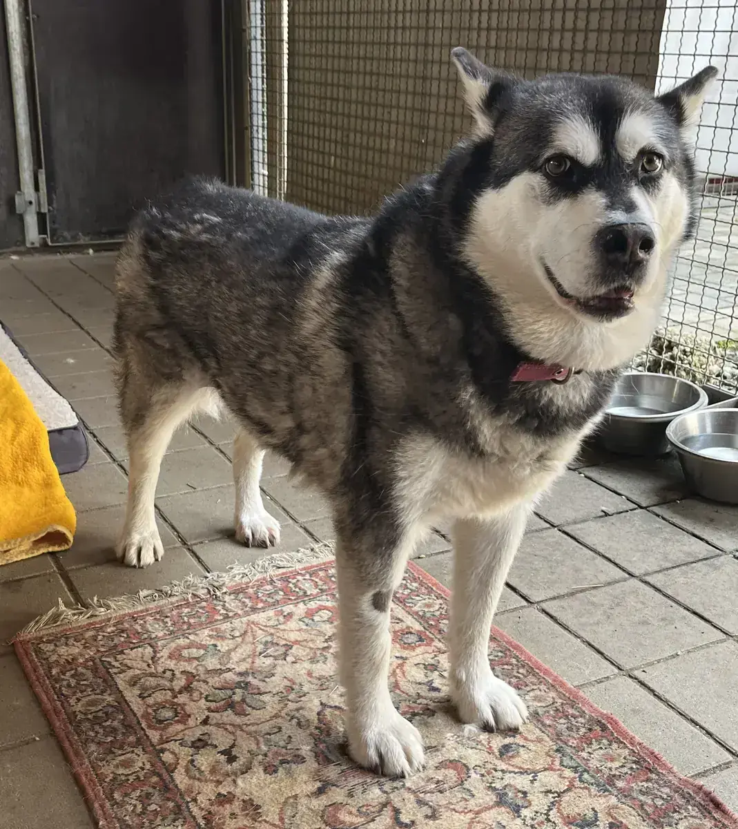 Alaskan Malamute Cleo