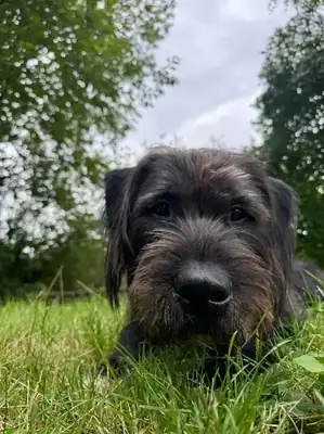 Kalle – Riesenschnauzer – Bild 4