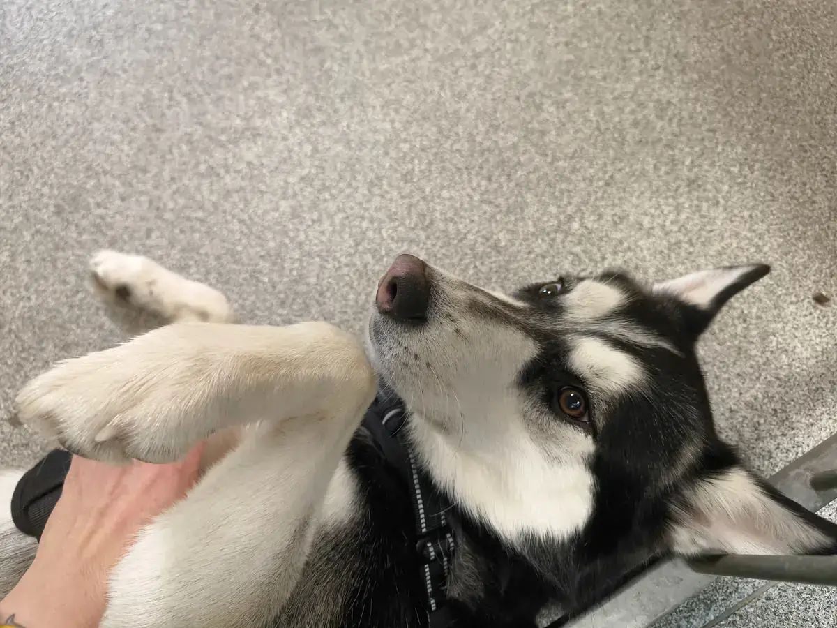 Husky - Siberian Husky - Bild 7