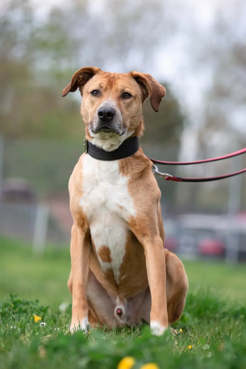 Ben - Rhodesian Ridgeback - Bild 6