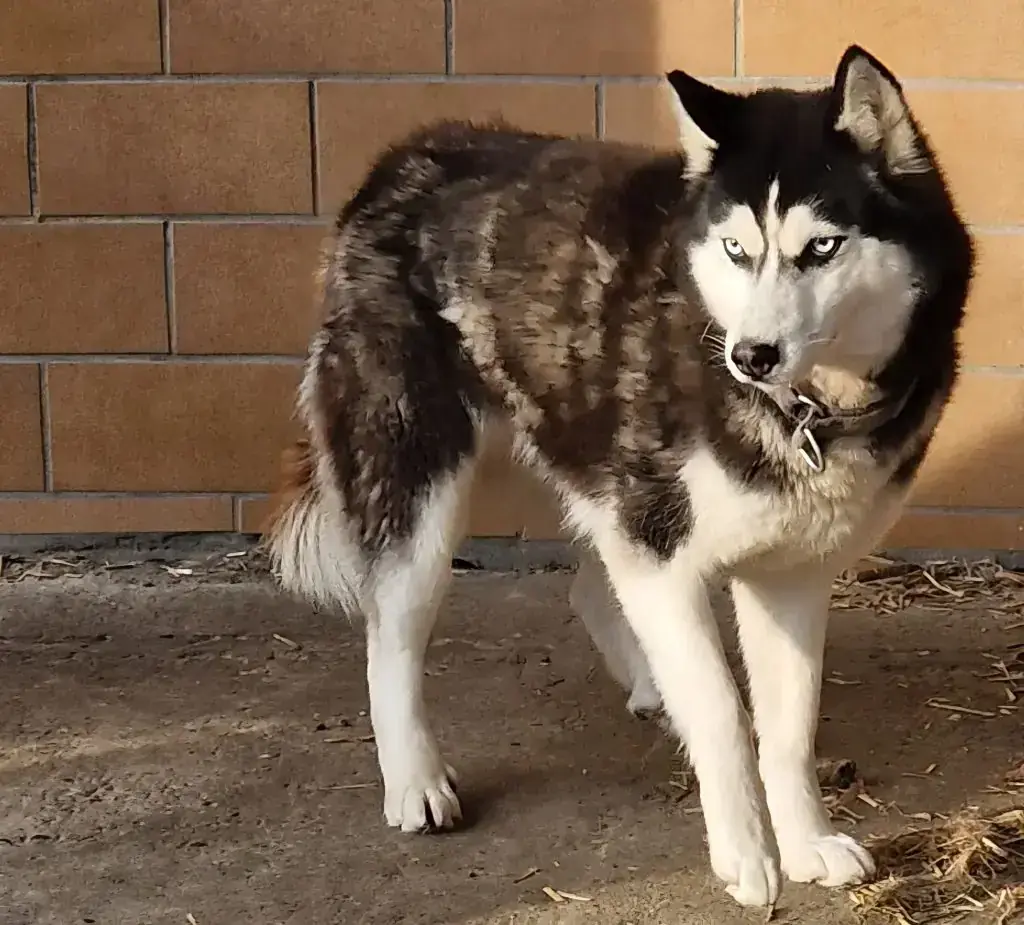 Siberian Husky Cleo