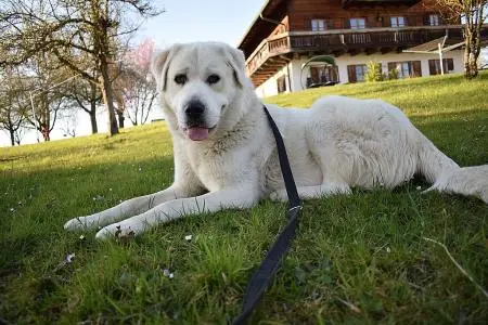 Kuri -  - Bild 4