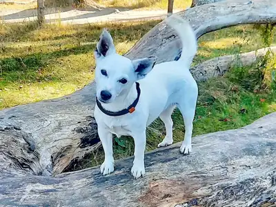 Lizzy – Jack Russell Terrier – Bild 3
