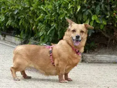 Toffee – Welsh Corgi Cardigan – Bild 3
