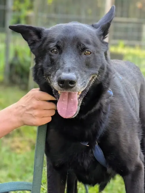 Tschibo - Deutscher Schäferhund - Bild 1