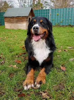 Simba – Berner Sennenhund – Bild 6