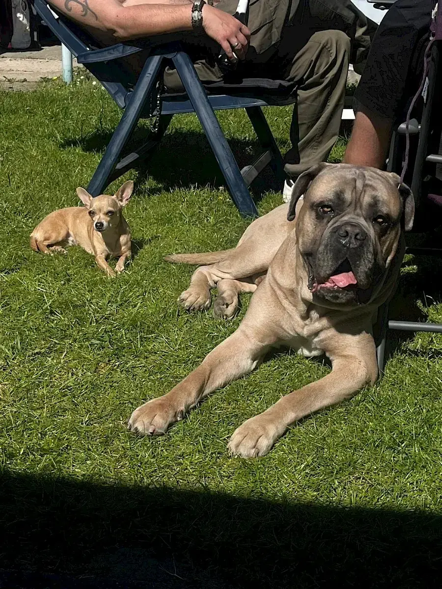 Byron - Cane Corso Italiano - Bild 10