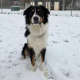 Samu - Australian Shepherd - Bild 2