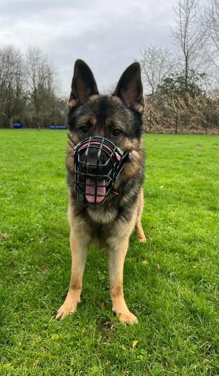 Butch - Deutscher Schäferhund - Bild 1