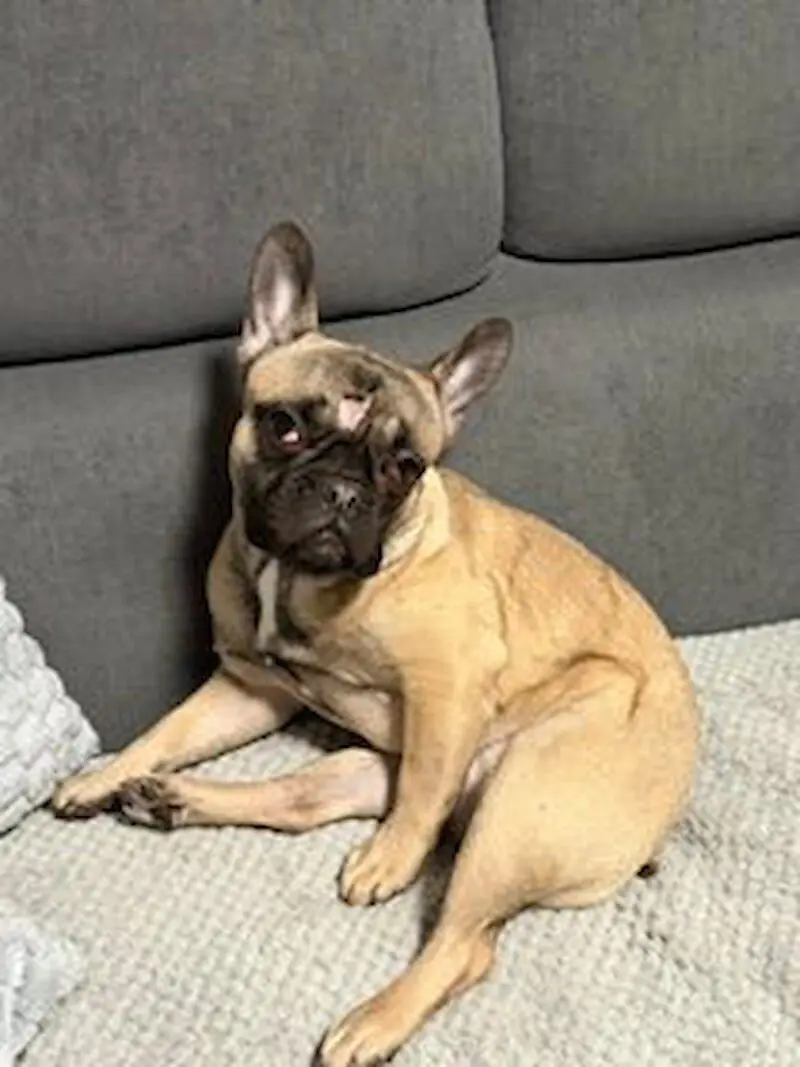 Aria - Französische Bulldogge - Bild 1