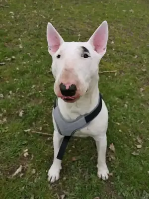 Rocky – Bullterrier – Bild 5