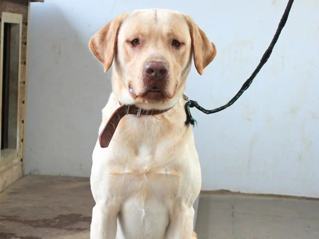 Sammy - Labrador Retriever - Bild 3