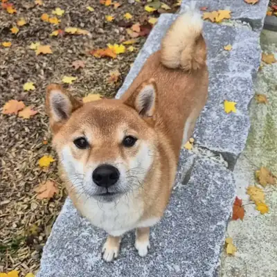 JIRO – Shiba – Bild 2