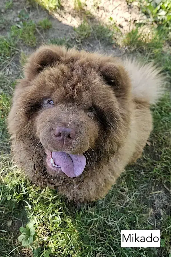 Cookie - Chow-Chow - Bild 6