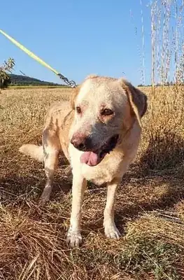 Leo – Hund – Bild 16