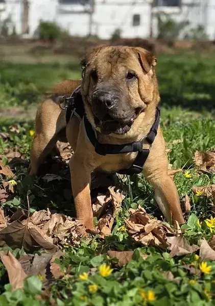 Camillo - Shar-Pei - Bild 2