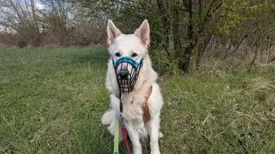 Wotan – Hund – Bild 3