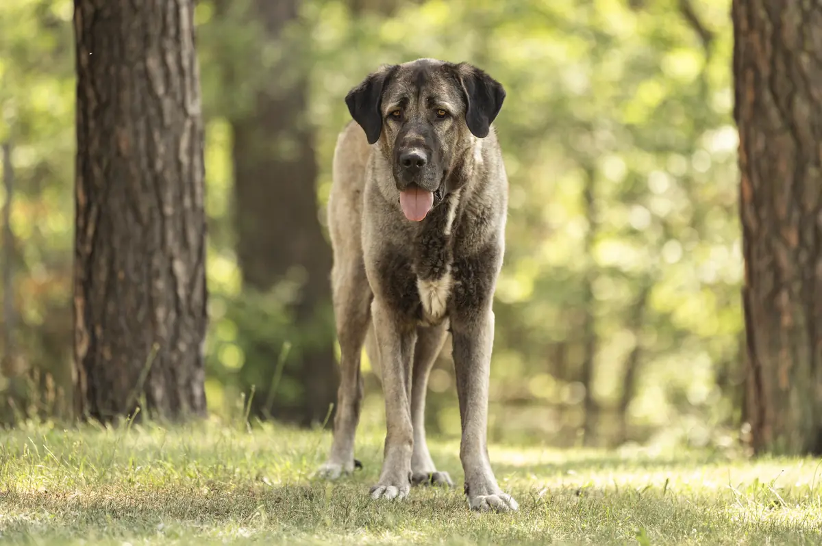 Bozo - Kangal-Hirtenhund - Bild 3