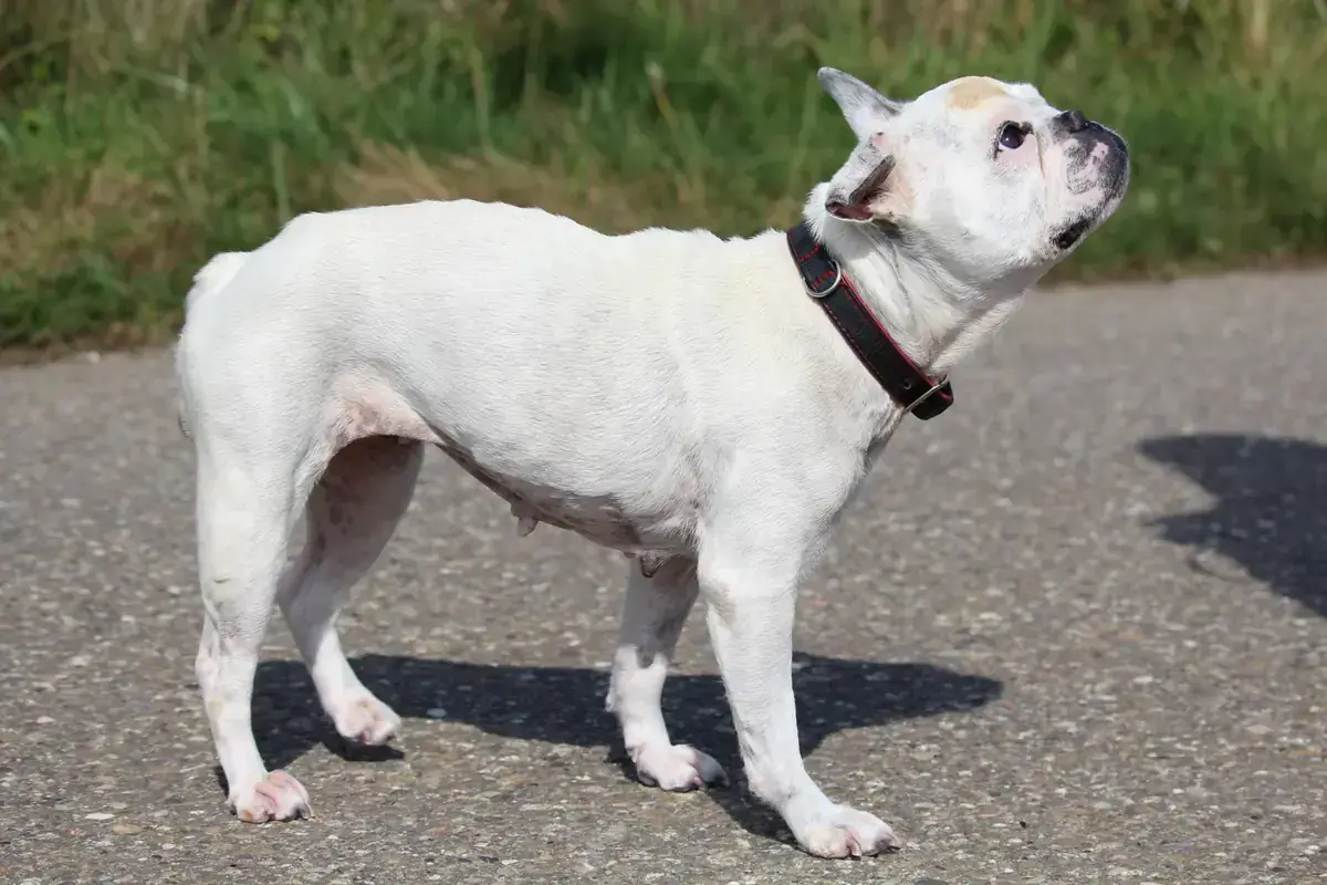 Dolly - Französische Bulldogge - Bild 8