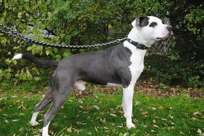 Anton – Staffordshire Bullterrier – Bild 2