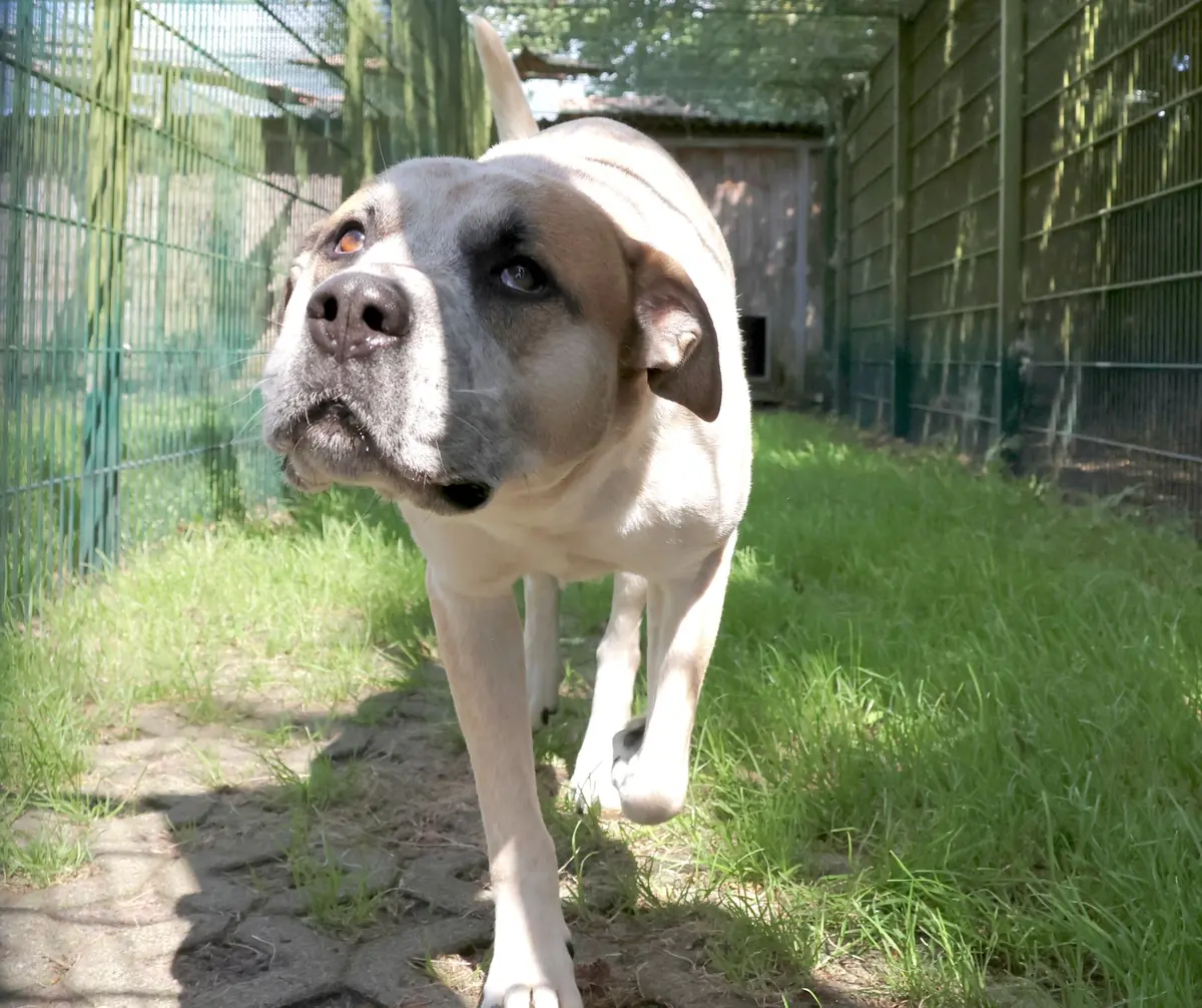 Fritz - Deutscher Boxer - Bild 2