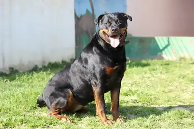 Sindy – Rottweiler – Bild 8