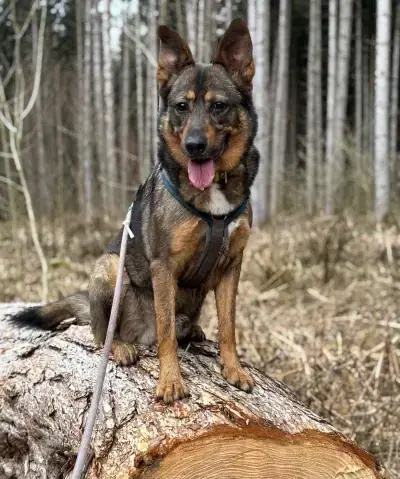 Toffee -  - Bild 1