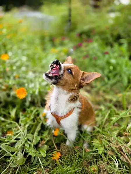 Fenry -  - Bild 5