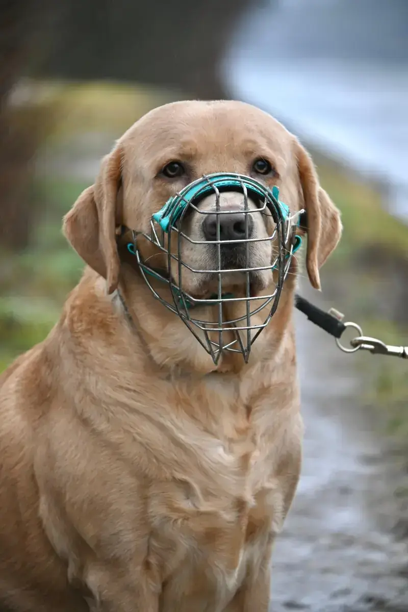 Benito - Labrador Retriever - Bild 8