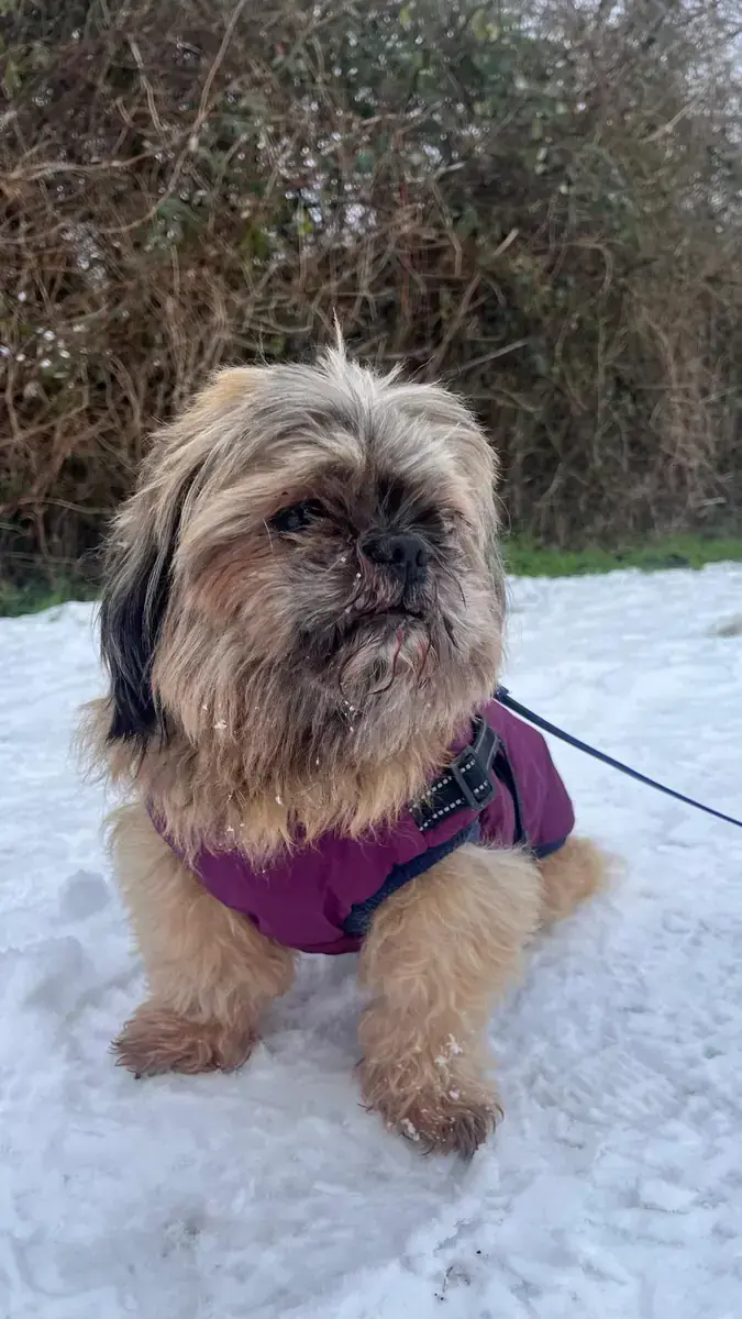 Susi - Shih Tzu - Bild 2