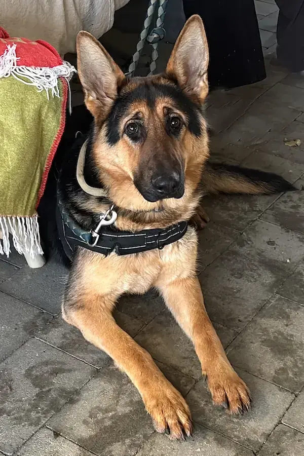 Deutscher Schäferhund Bella