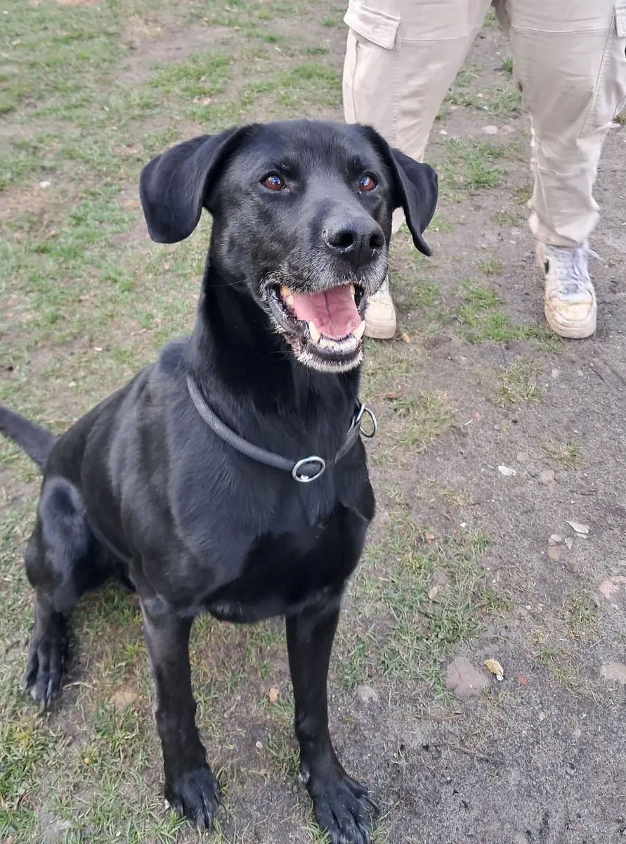 Mailo - Labrador Retriever - Bild 3