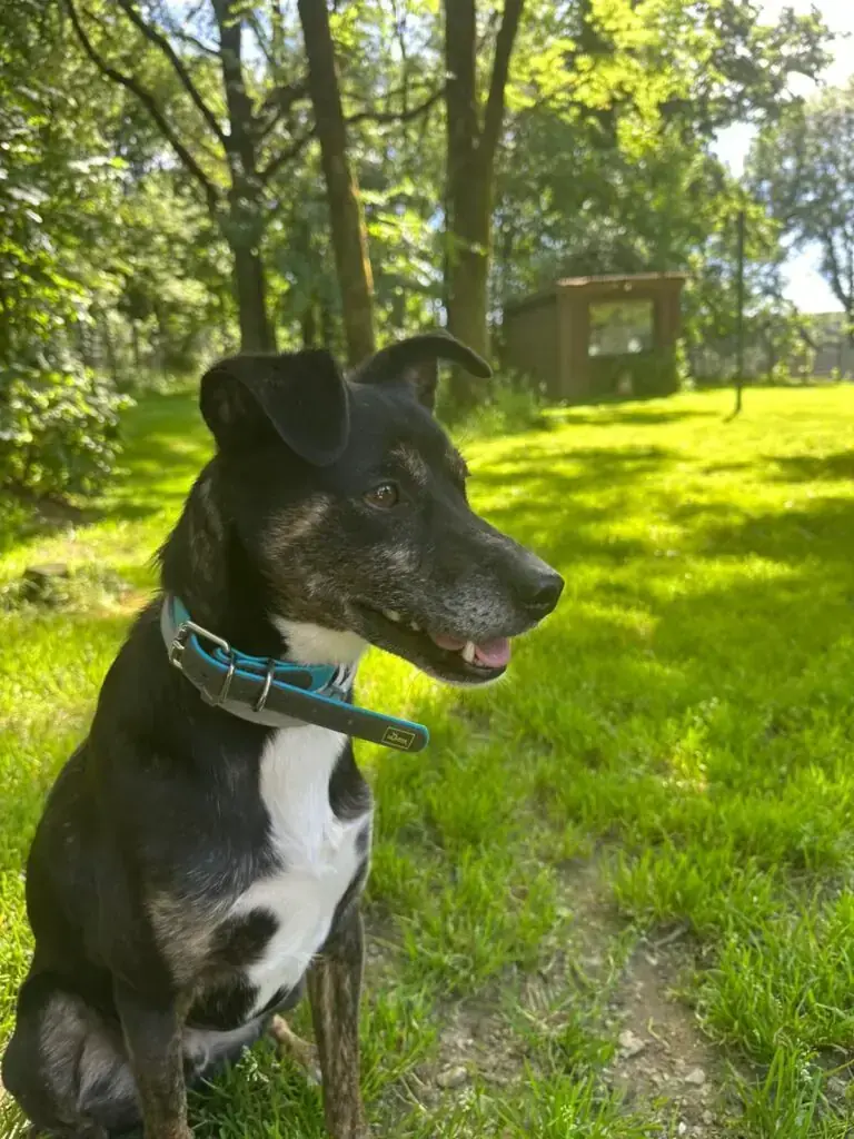 Boby -  - Bild 1