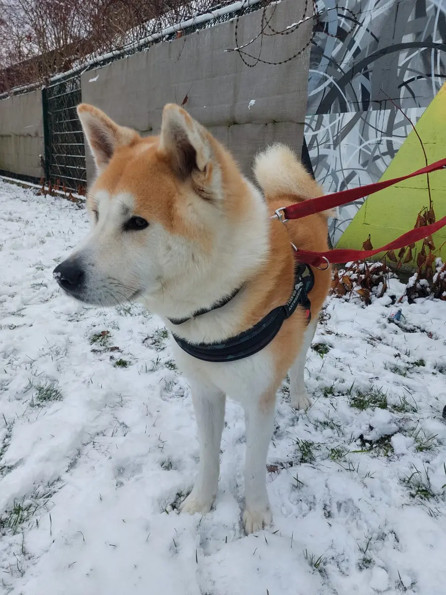 Hachiko - Akita - Bild 6
