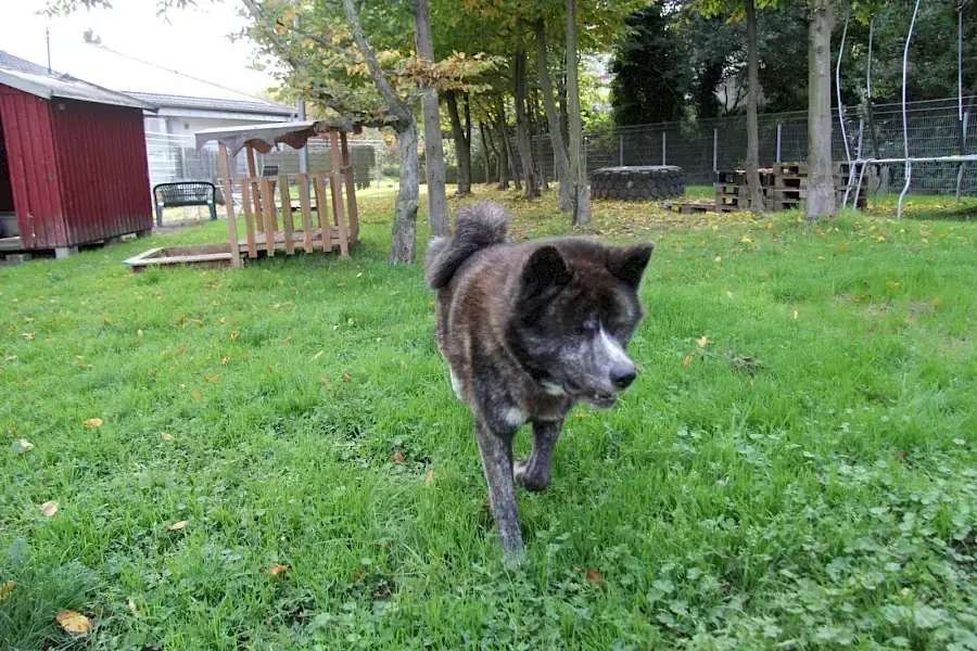 Thor - Akita - Bild 4