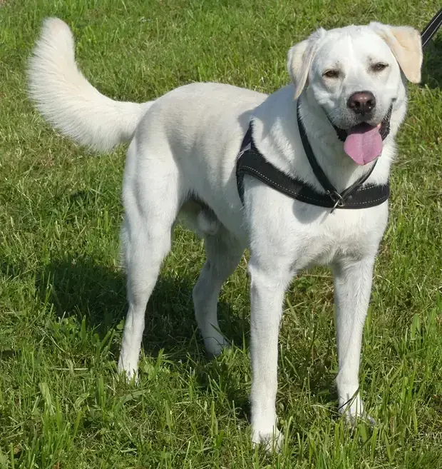 Bruno - Labrador Retriever - Bild 8