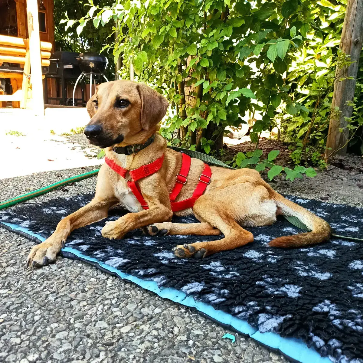 Luigi -  - Bild 3
