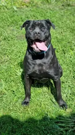 Tylor - Rottweiler, Cane Corso Italiano - Bild 1