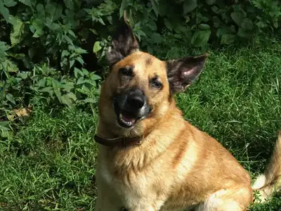 Ernie – Deutscher Schäferhund – Bild 2