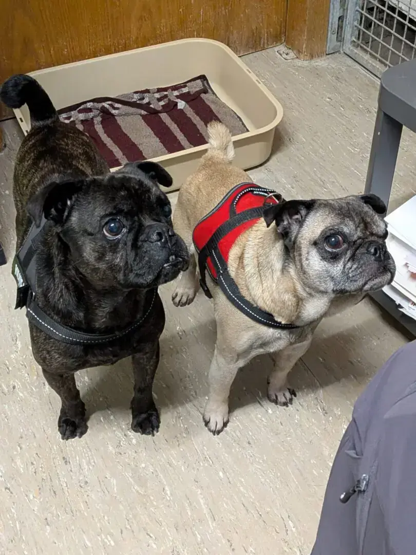 Karlchen - Mops - Bild 3