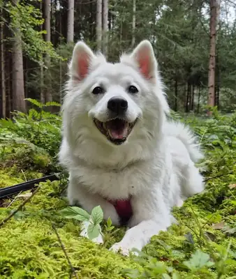 Ava – Hund – Bild 2