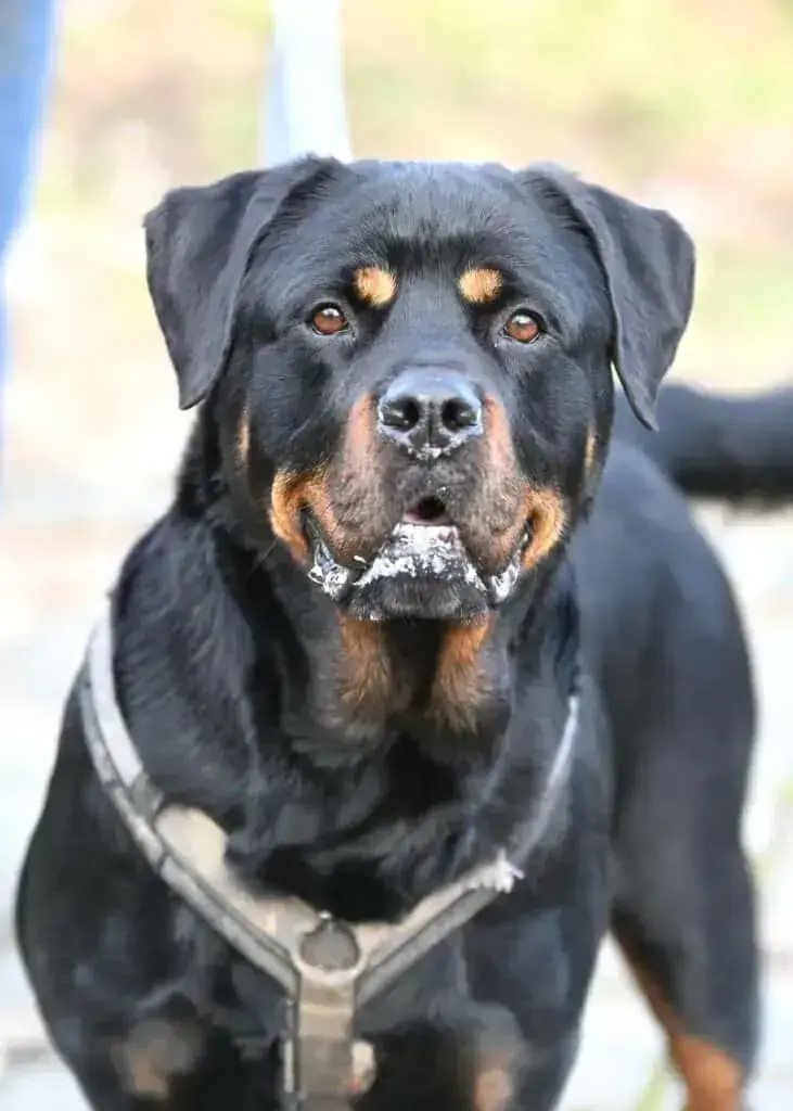 Rottweiler Mara