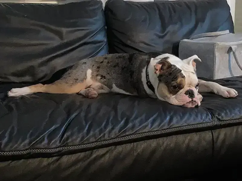 Englische Bulldogge, Französische Bulldogge Ragnar