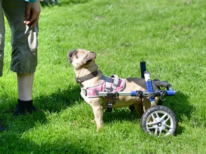 Sandy - Französische Bulldogge - Bild 31